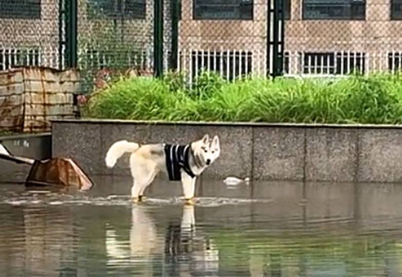 因为|下雨天二哈撒欢儿，在水地里狂奔似小马驹，鞋子都跑丢了…