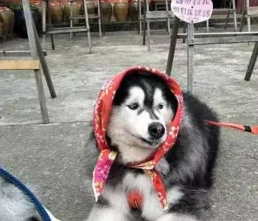 因为|三只二哈跟奶奶入乡随俗，这画面看起来，忍不住笑出声了