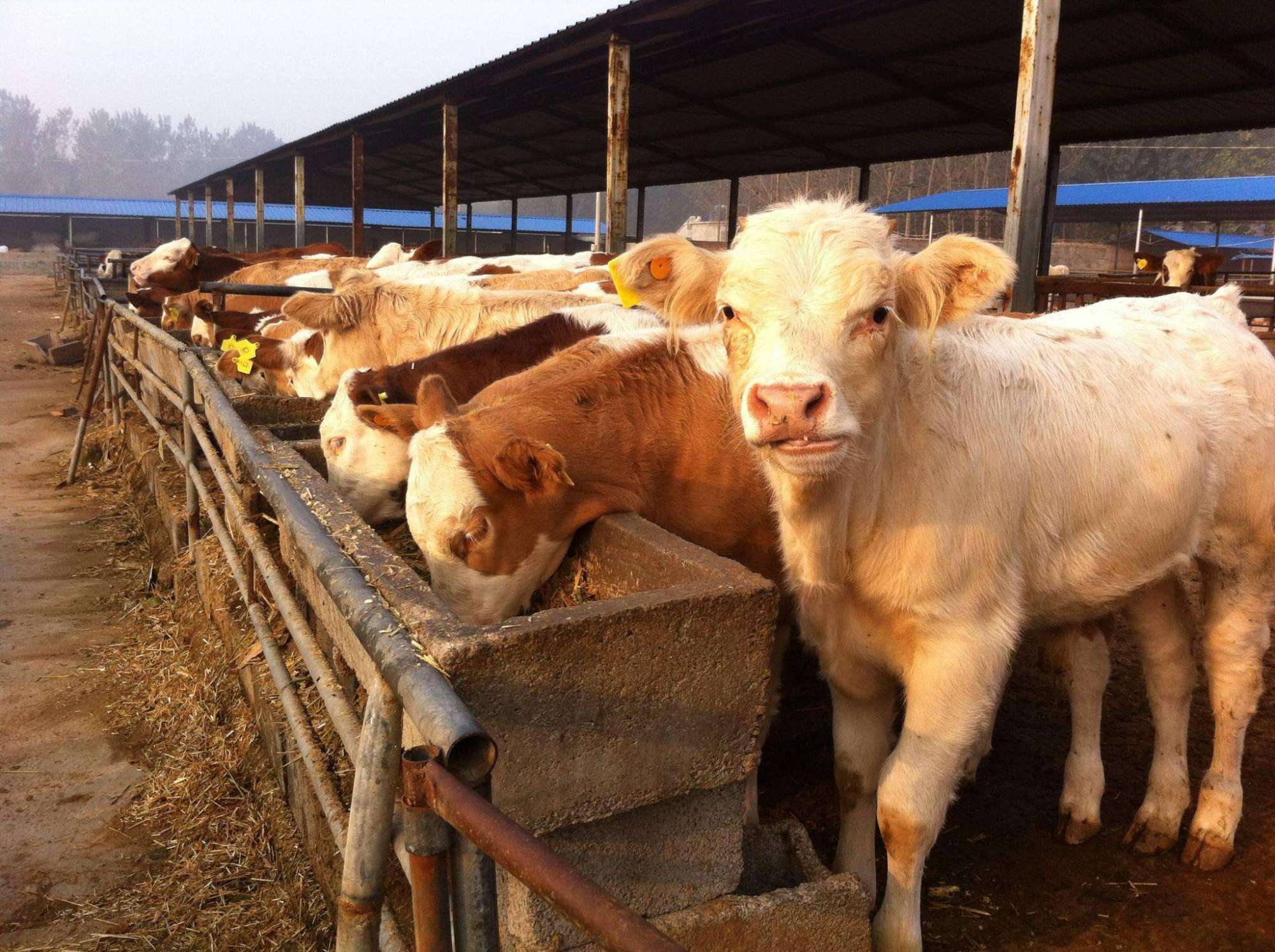 养牛盐吃多了会怎样(牛能喂盐吗?) - 医药经