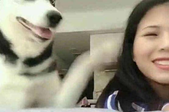 小姐姐突然偷親一口哈士奇, 二哈上去就是一巴掌, 狗狗: 呵呵女人 萌趣萌寵 第3张