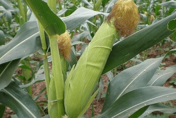 幼苗|玉米的种植小技巧