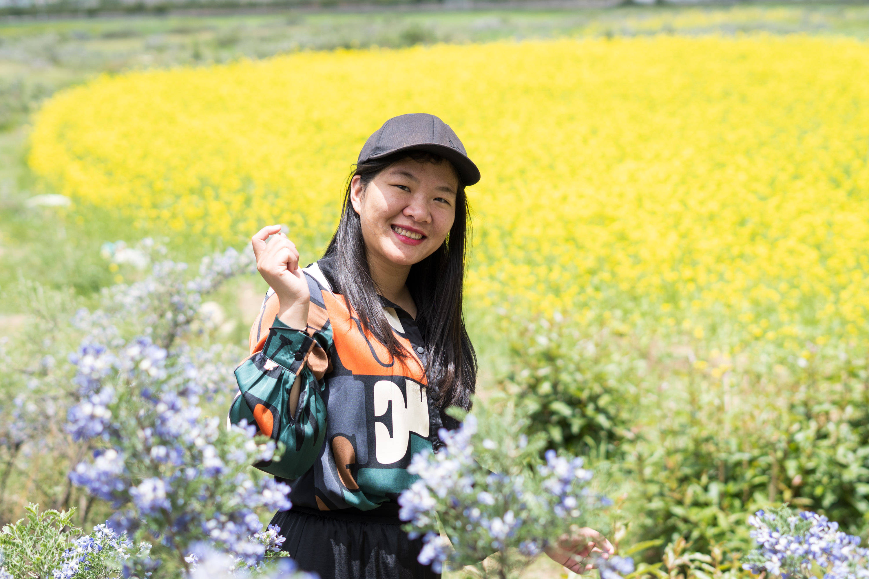 寺庙|雪域高原的油菜花开了