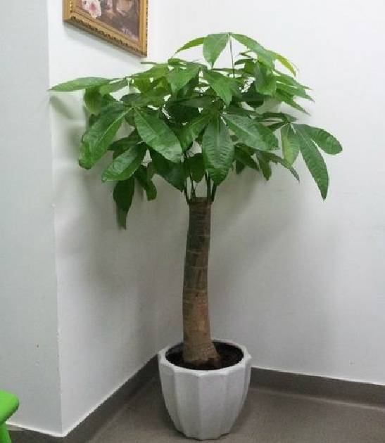 发财树一盆养几根 2e2f48c88bc54c509debd5c5ae55ee14.jpeg