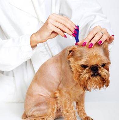 疫苗|6个新手养狗最容易犯的错误,都能避开的人,才是“老司机”