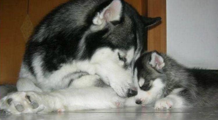 思绪|戈赞：二哈当妈妈了之后竟然变成了这样？