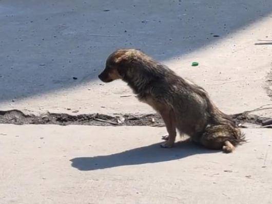 狗狗被压断双腿为活命努力乞讨网友更要珍惜生命