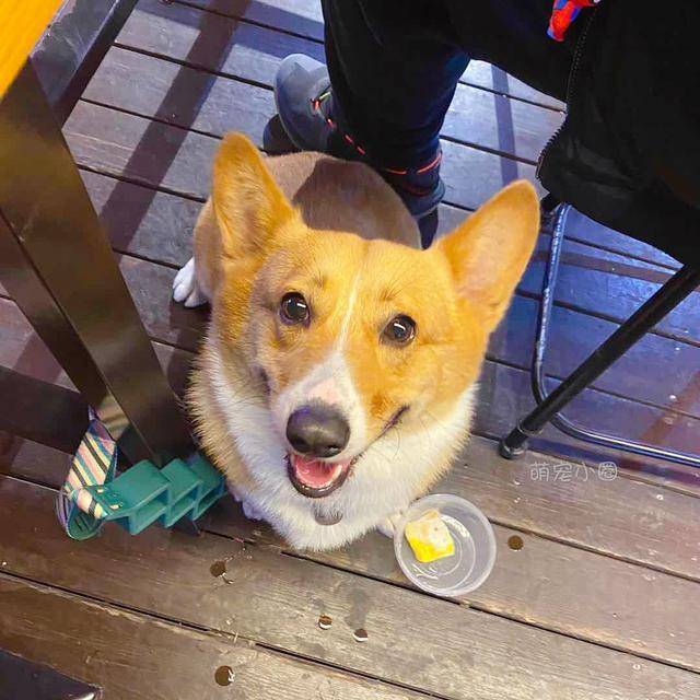 精力|泰迪和柯基相比，谁更适合家养？5个原因让柯基更占优势