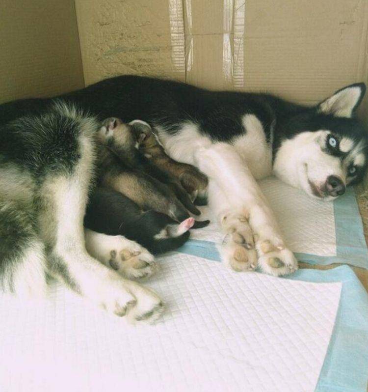 思绪|戈赞：二哈当妈妈了之后竟然变成了这样？