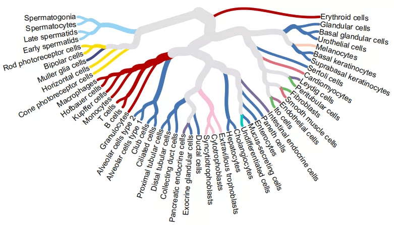 图示:细胞类型树状图显示了基于全基因组表达的所有 51 种主要单细胞