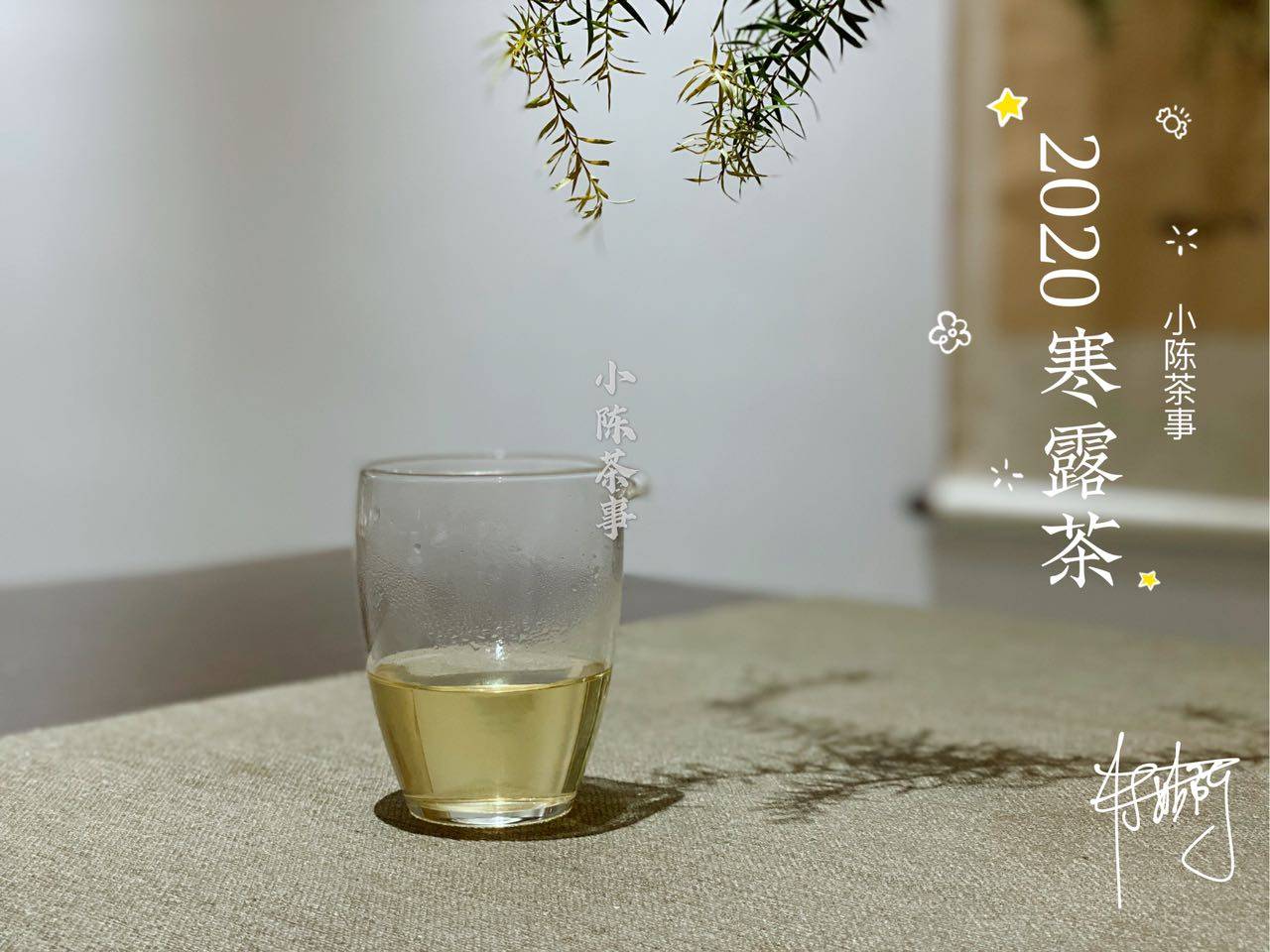 因为|新人买白茶的4大铁律，村姑陈分享多年买茶经验，学会了就是赢家