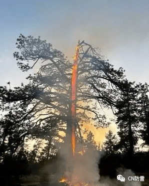 美国南加州森林公园一棵大树被雷击树干烧得通红图
