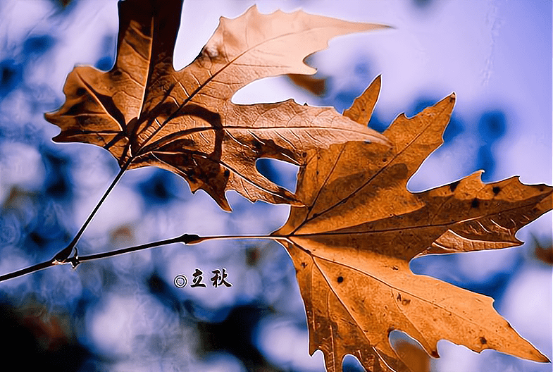 桃子|今日立秋:“一贴二啃三吃”!今年冬天冷不冷?看立秋表现就知道