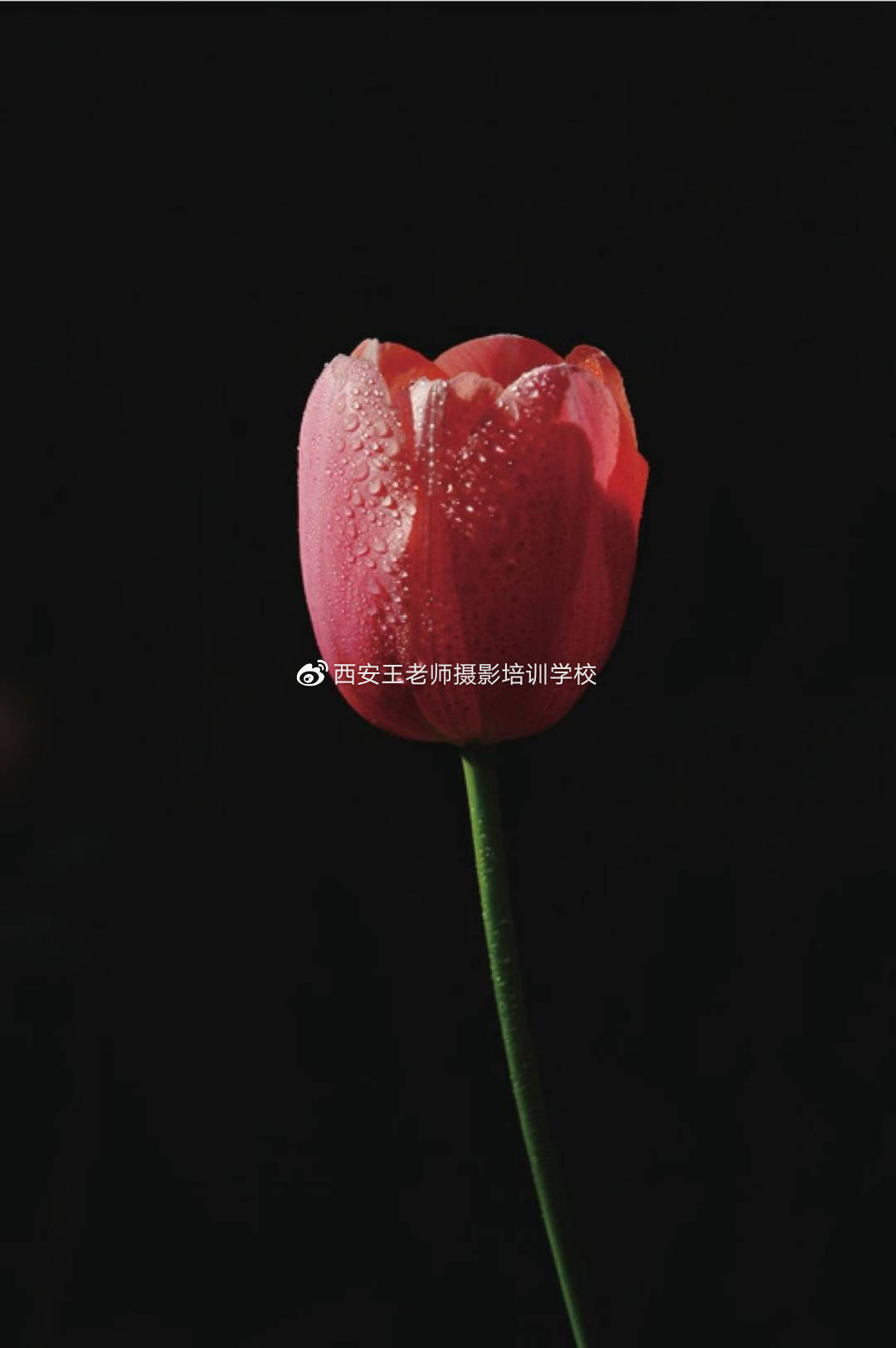 方法|常用构图之对比方法