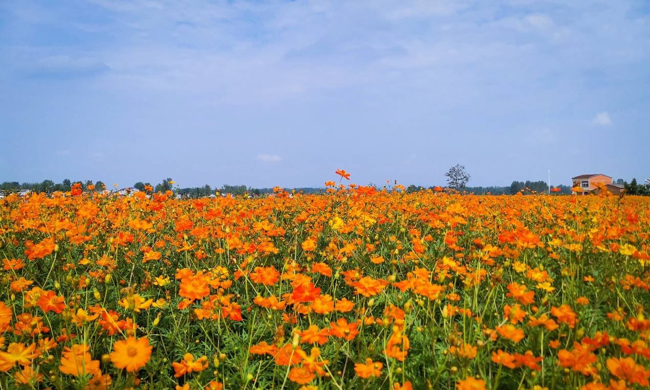 8月适合赏什么花八月赏花去哪里这些鲜艳又大方的鲜花都在八月盛开