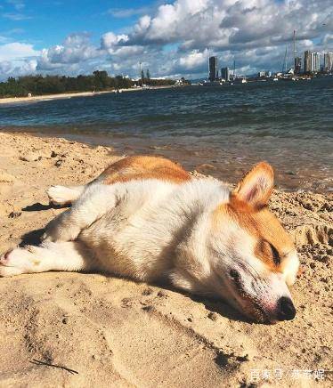 因为|萌萌哒的小短腿柯基要不要来一只回家养着呢？