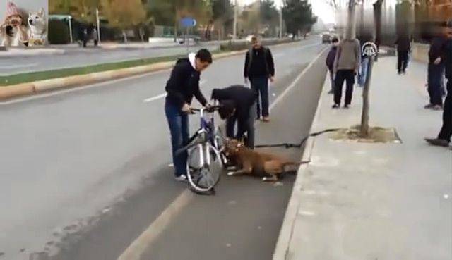 比特犬咬爆了路人的自行車，死活不撒口，車主是推著輪轂走的 萌趣萌寵 第3张