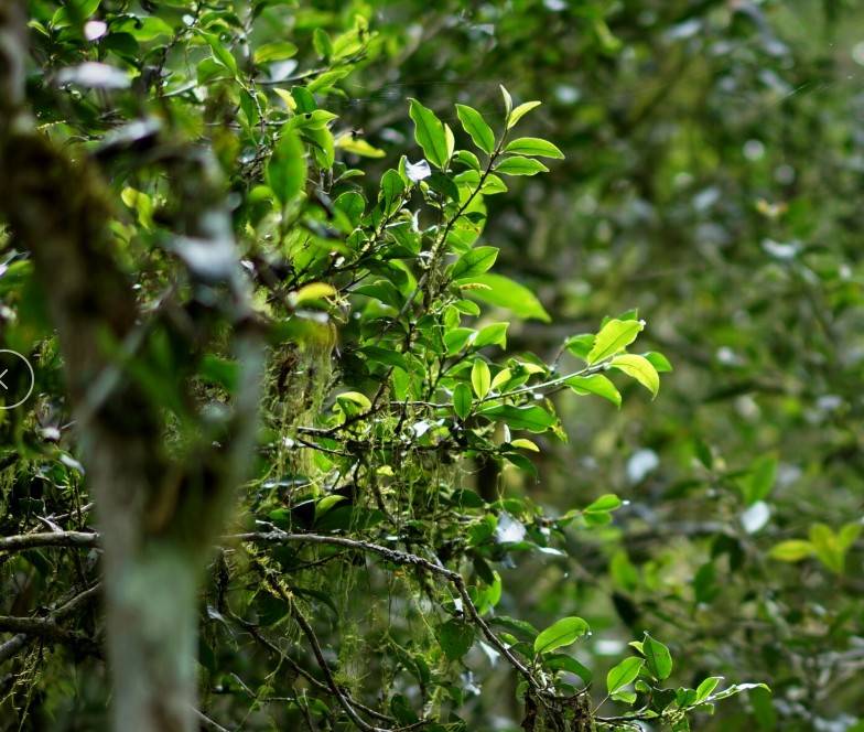 易武大漆树 低调却惊艳