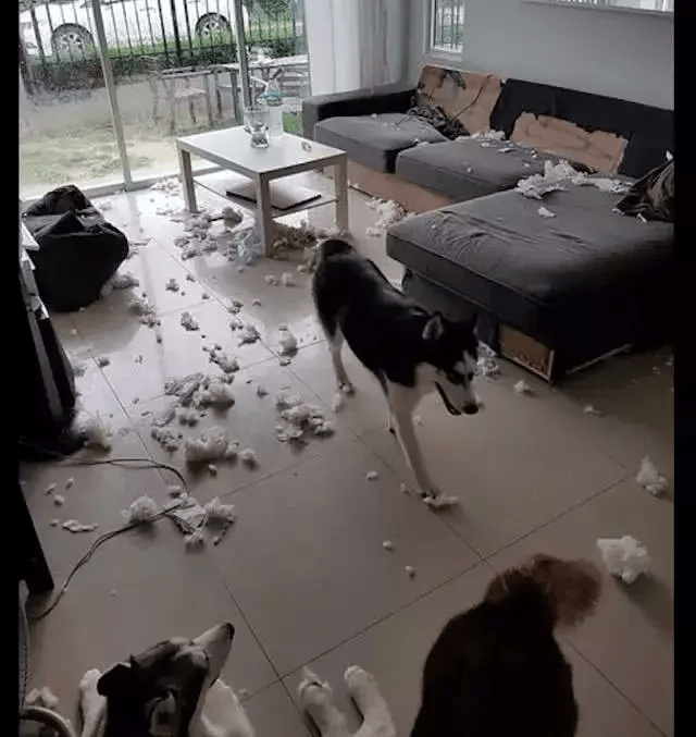 满地|替好友照顾的两只二哈,新买的沙发就此报废