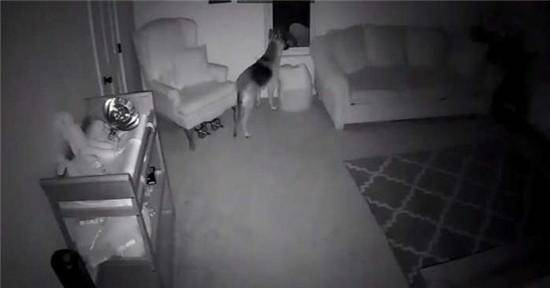 狗狗深夜走進嬰兒房，場面是如此的溫馨，讓父母很是感動？ 萌趣萌寵 第2张