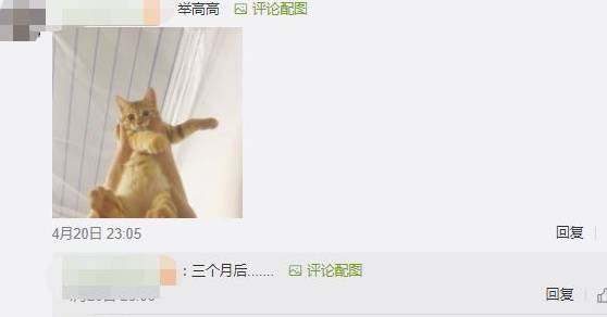 什么|你为猫咪做过什么事而它并不领情?评论里开始心疼躲墙角的狗……