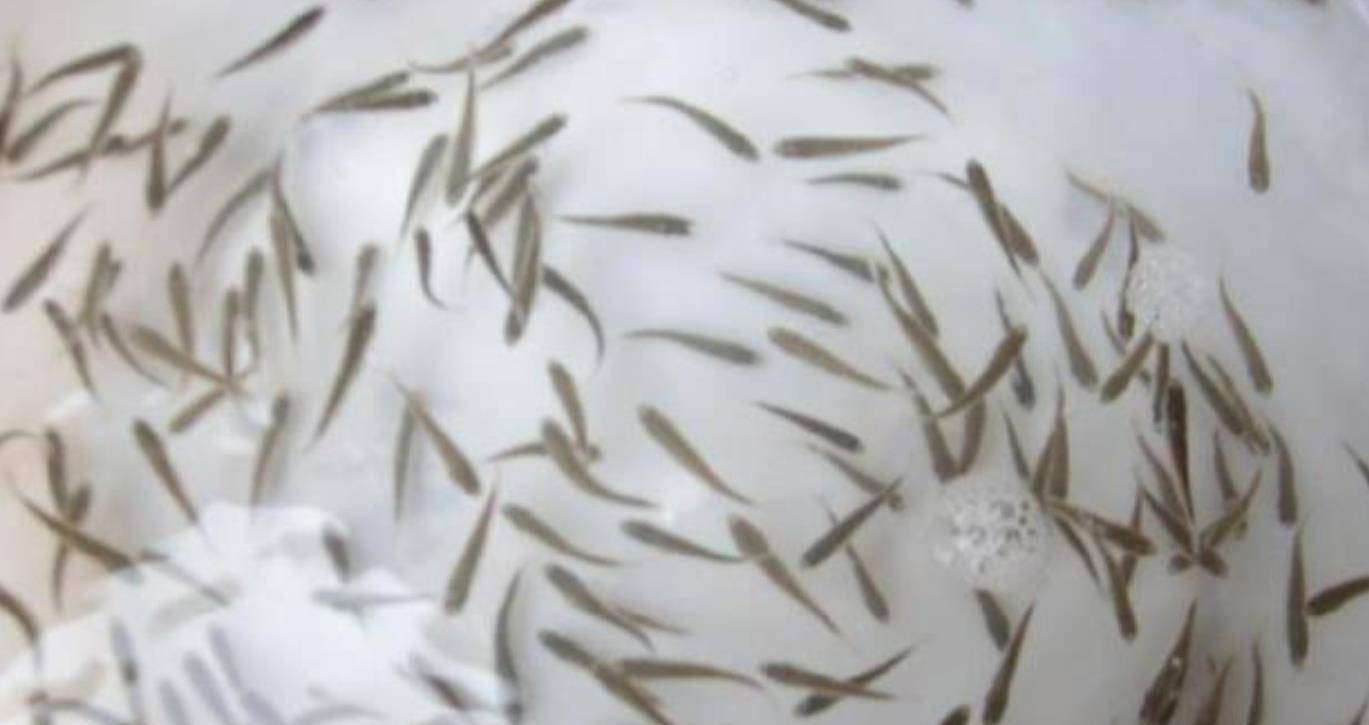 成本|年销售12亿袋，小辣鱼成本仅四毛，能吃吗？看完后还想吃吗？