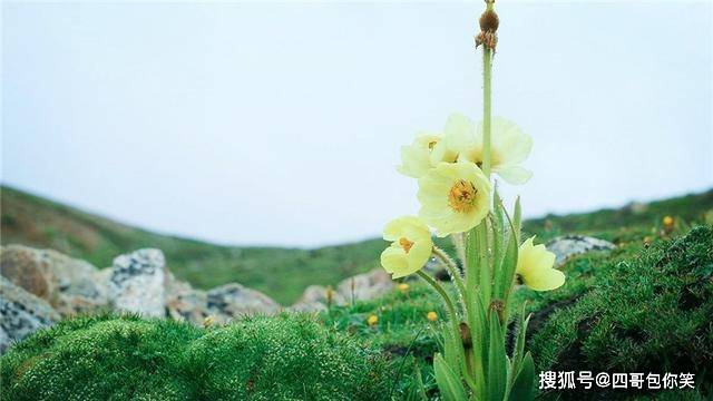 喜马拉雅现世界最梦幻的花，多年生长只开一次花，人称高山牡丹