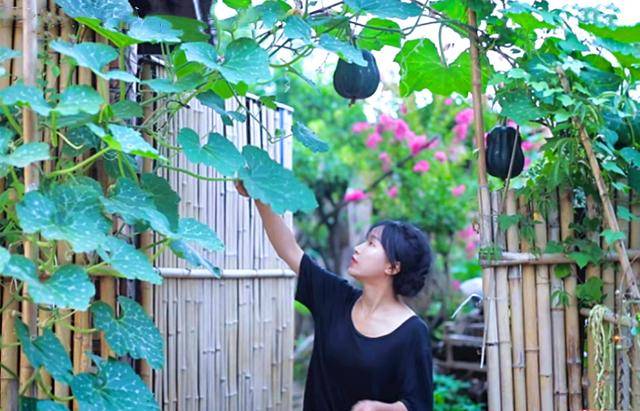 李子柒菜园图片