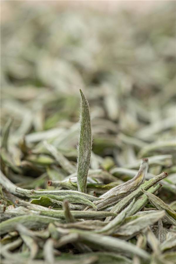 茶叶|传扬国粹，分享健康，品贝活性白茶