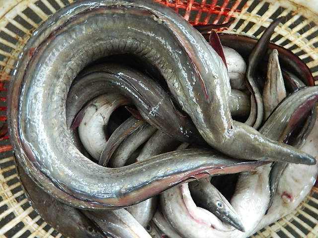 鳗鱼快速增产的三个要点学到就是赚到