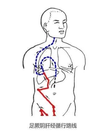 这是肝经的循行路线.