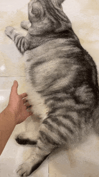 猫咪揉肚子表情包图片