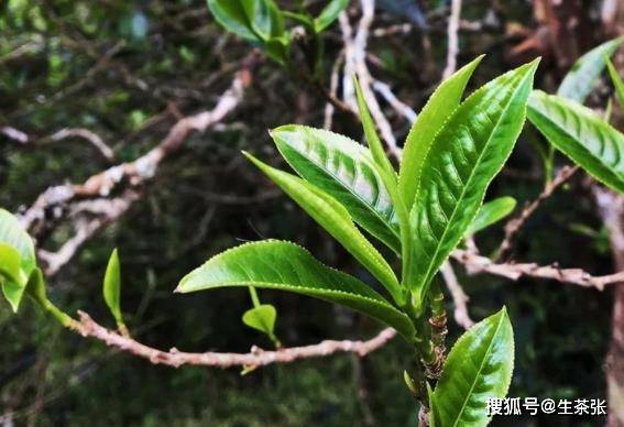 为什么说普洱茶是茶文化载体鼻祖 和茶马古道有什么关系呢 中国