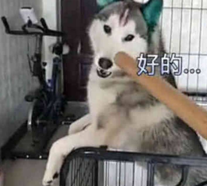 因为|哈士奇遇上霸道女汉子，一下子就怂了，二哈：女侠饶命啊！