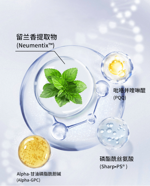 大脑天然抗衰剂留兰香提取物的秘密