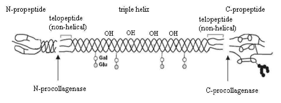 分子|胶原蛋白是交智商税还是真的有用？