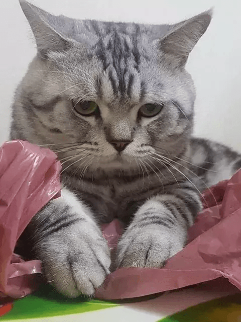 虎纹"生无可恋猫"成新网红,可怜样直叫人受不了