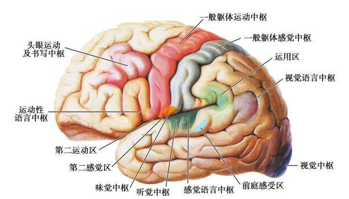 大脑运动区在哪个位置图片