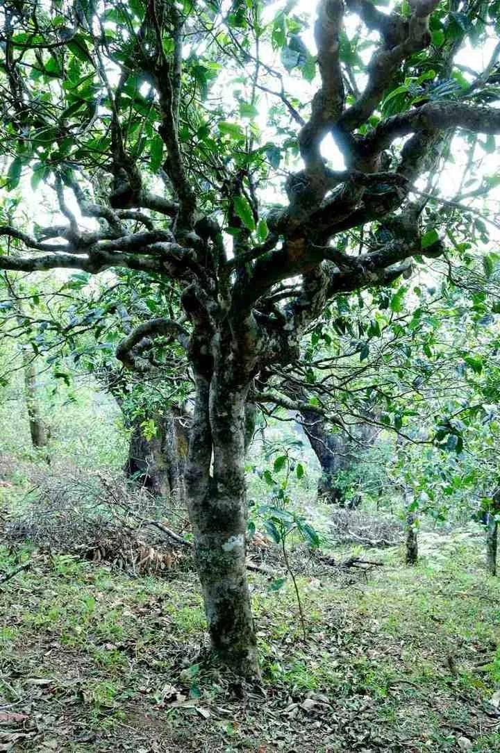 干货分享勐海南糯古茶石头寨普洱茶口感特点