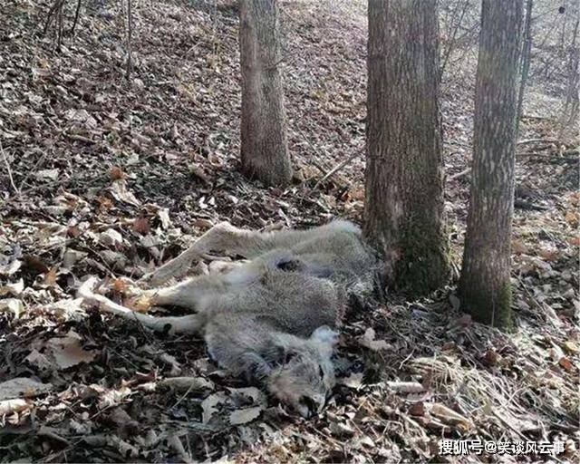 长白山出现黄喉貂围攻比自己大10倍的狍子吃饱后扬长而去