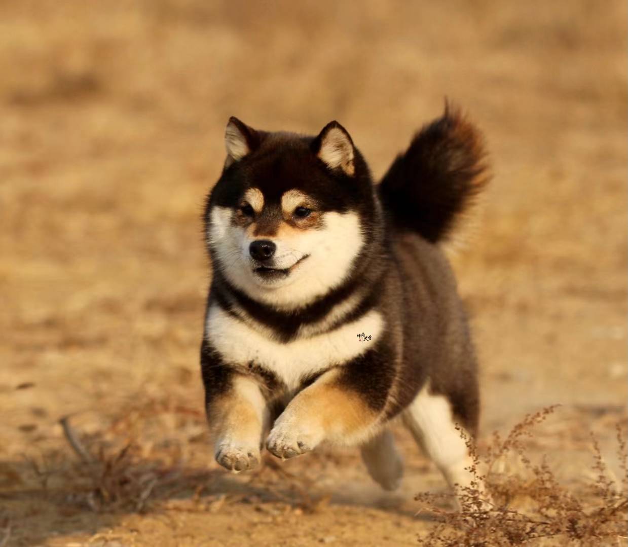 震惊！深圳家长集齐四色柴犬，网友：可不可以召唤神龙_搜狐网