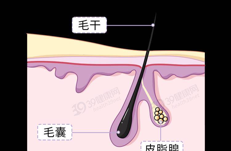 头皮|头发爱“出油”，到底是哪里出了问题？简单5招，帮你轻松调理