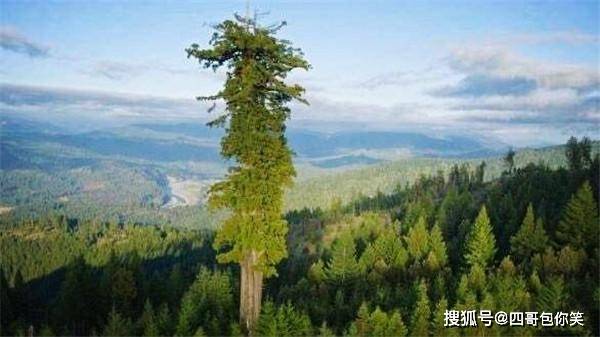 世界上最高的树，5年可长高10米，比美国巨杉树高出几十米