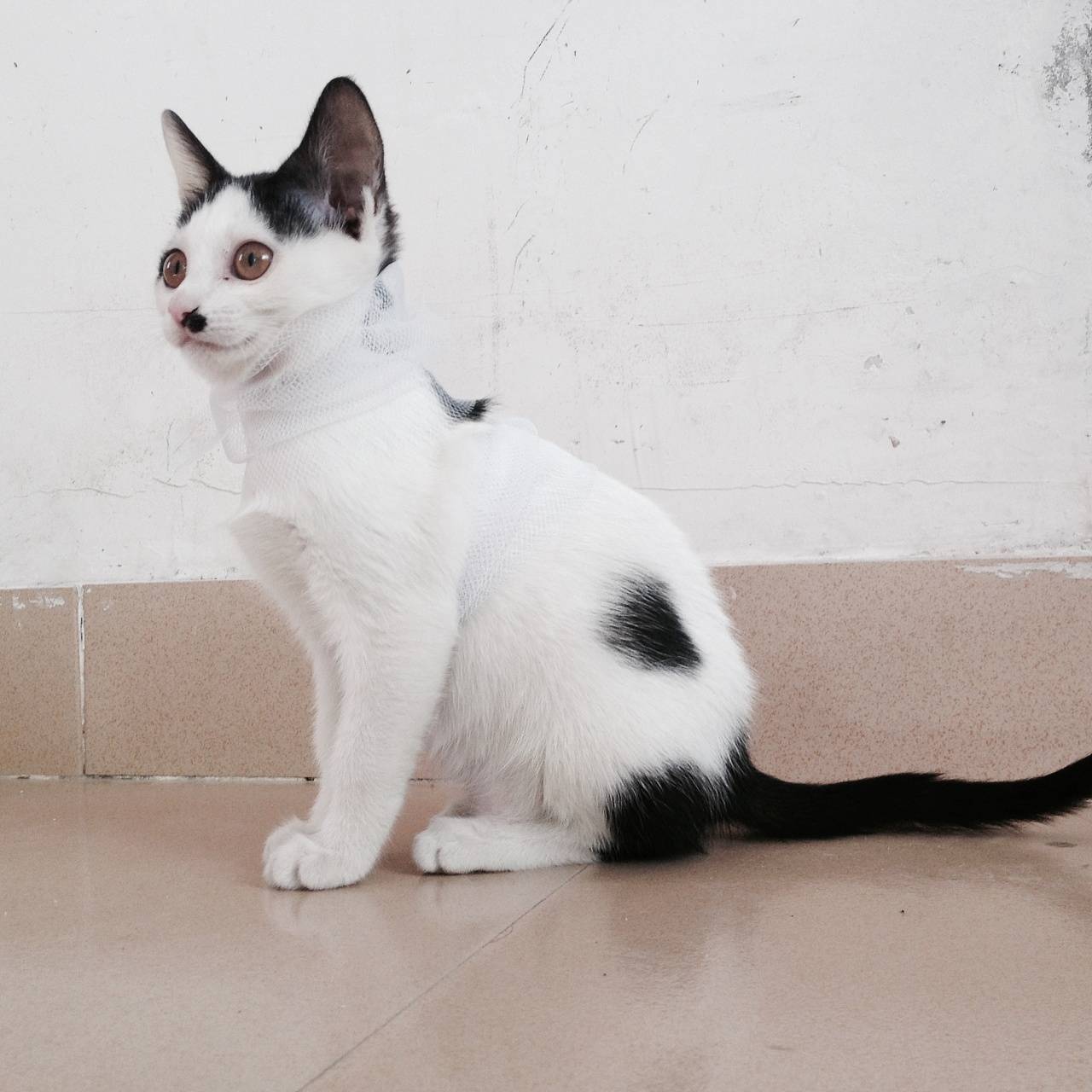 原创离开家1个月猫咪会不认识自己吗猫咪的记忆力到底有多久