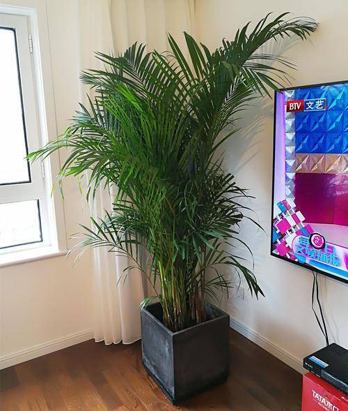 龟背竹水培怎么养得又高又大 5770ce7551514018b66deba38a697d43.jpeg