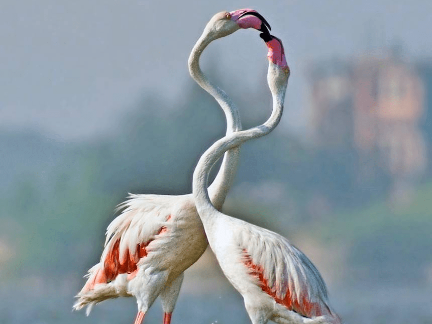 七夕撒"糖" 盘点动物情侣甜蜜秀恩爱