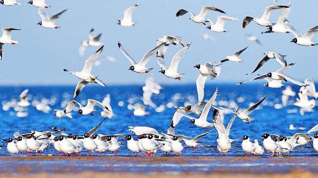 青海湖鸟岛，是鸟的王国，鸟儿无拘无束，岛屿上一派祥和生动