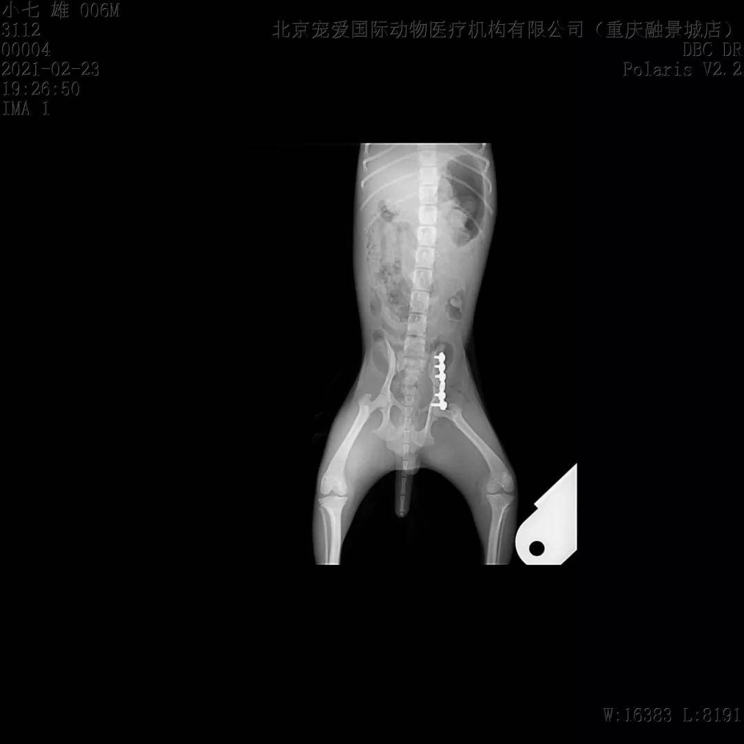 狗狗意外導致左側髂骨骨折危急情況應該如何處理並治療