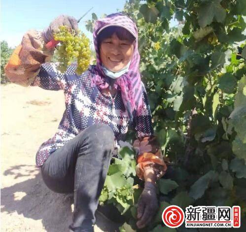 企业|新疆焉耆10万亩有机葡萄进入采摘季 葡萄酒企业蓄势待储