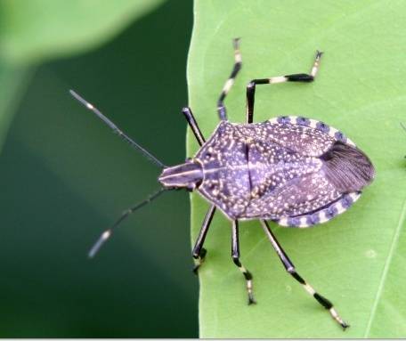 原创农村野外令人生畏的虫子,味道令人窒息,其实浑身是宝价值很高