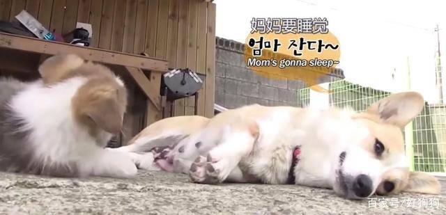 父亲|柯基“背叛”竹马金毛，跟别的狗生了六只宝宝，然而金毛仍……